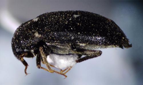 Attagenus pellio